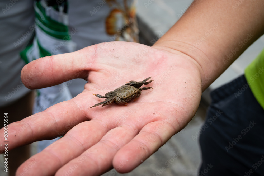 Naklejka premium Little crab on a man´s hand
