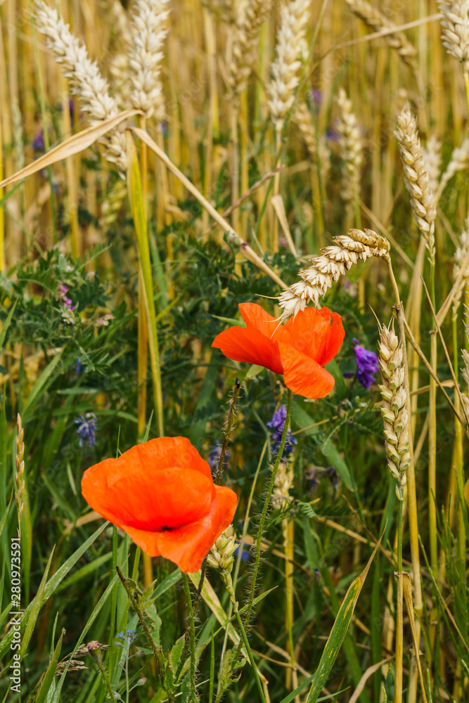 A field of golden ripe barley with flowers of cornflowers and poppies among the ears.
