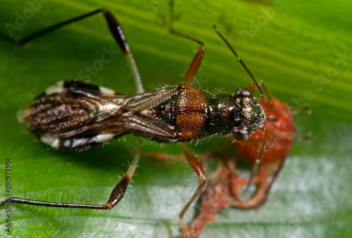 Macro Photo of Assassin Bug is Sucking Fruit on Green Leaf © backiris