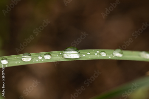 Drops of dew on the green grass