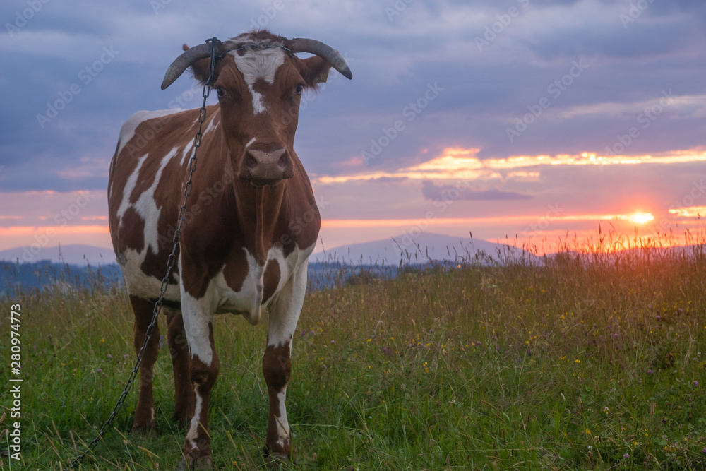Cow on a mountain pasture at sunset Cow on a mountain pasture at sunset