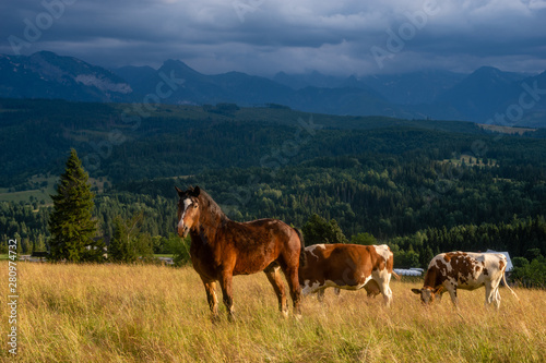 old, worn-out horse grazing on a mountain pasture with cows