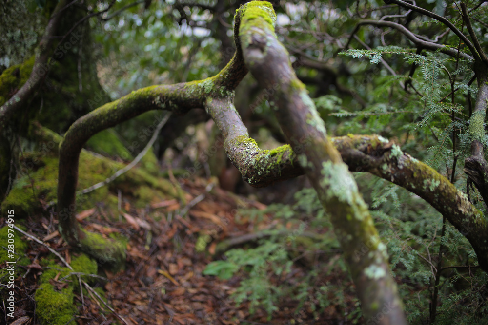 Mossy Fallen Tree on a Hiking Trail in a Forest Mossy Fallen Tree on a Hiking Trail in a Forest