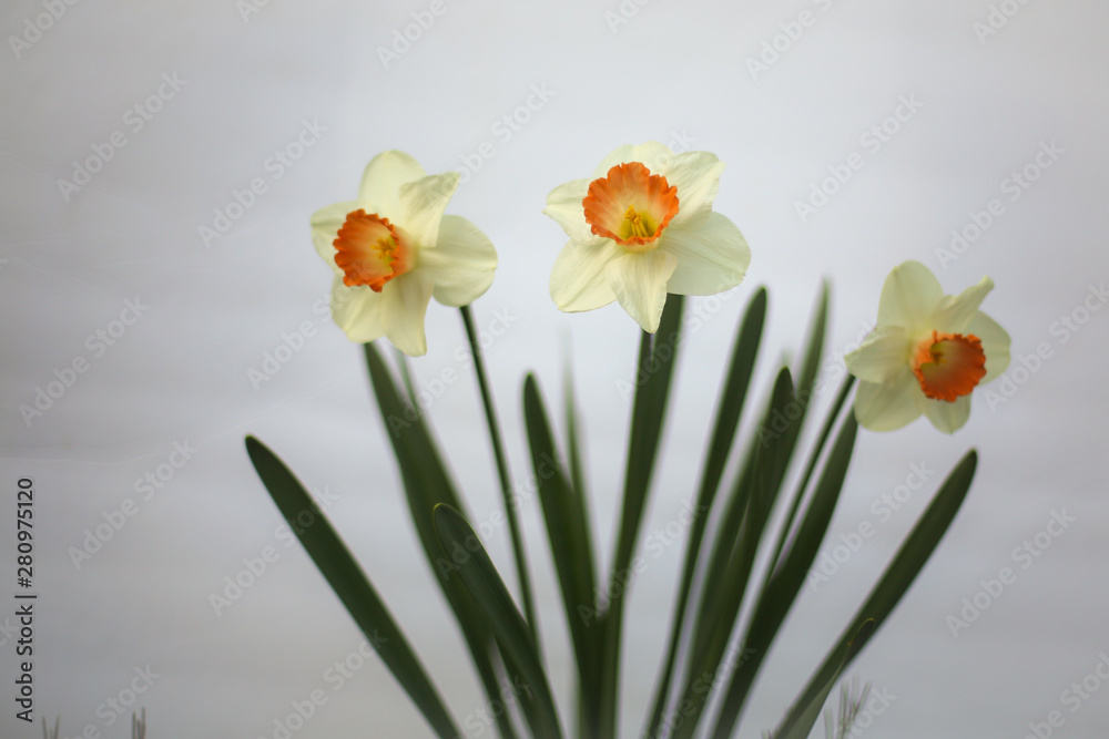 Yellow and Orange Spring Daffodils on a White Background with Copy Space Yellow and Orange Spring Daffodils on a White Background with Copy Space