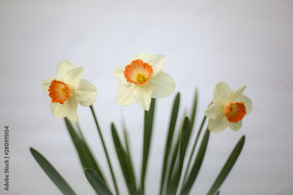 Yellow and Orange Spring Daffodils on a White Background with Copy Space Yellow and Orange Spring Daffodils on a White Background with Copy Space