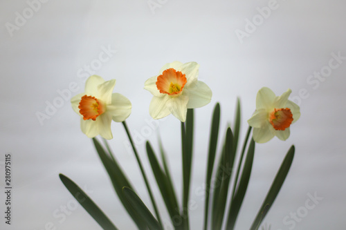 Fototapeta Naklejka Na Ścianę i Meble -  Yellow and Orange Spring Daffodils on a White Background with Copy Space