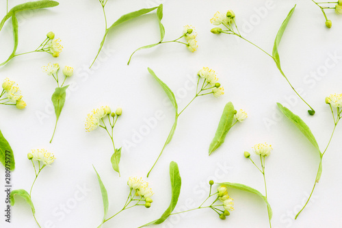 Pattern from linden flowers on white table background. Invitation, congratulation, recipe concept. Top view, flat lay, close-up, layout design