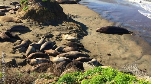 Baby Elephant Seals flop and sleep at San Simeon California rookery with adults guarding, near Hearst Castle on Pacific Ocean beach, 1080p photo