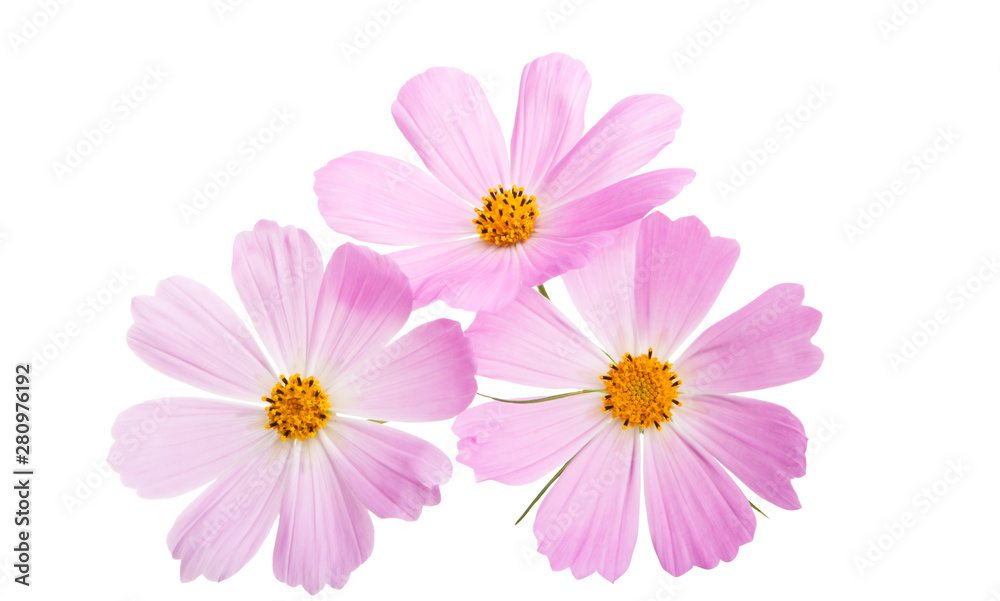 cosme flower isolated