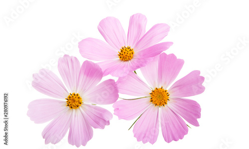 cosme flower isolated