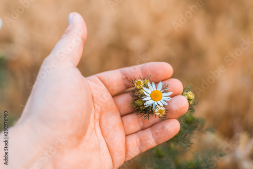 Male hand holding a daisy flower on the field. © Konstiantyn Zapylaie