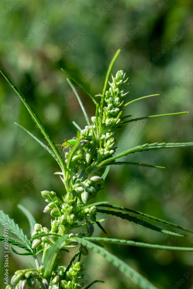 Hemp plant closeup Hemp plant closeup