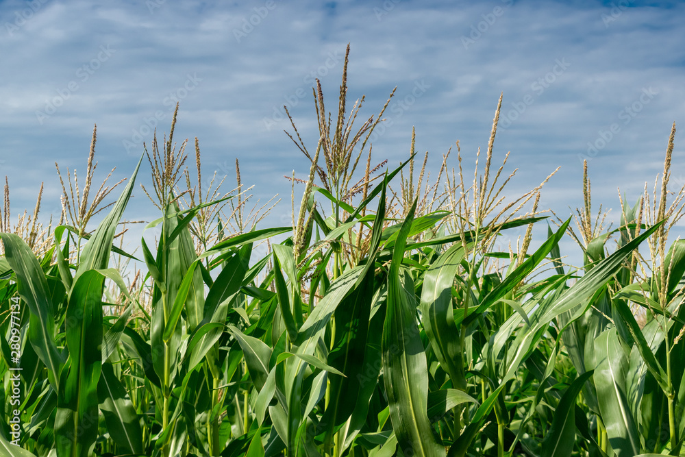 Fototapeta premium Green corn field