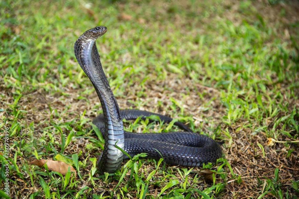 Fototapeta premium Black snake on the grass. Indo-Chinese Spitting Cobra ( Naja Siamensis ) of Thailand. can spray venom to the enemy's eye when threatened for self defense.