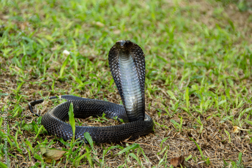 Black Snake On The Grass. Indo-Chinese Spitting Cobra ( Naja Siamensis ...