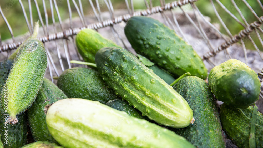 Green cucumbers in a basket. Ecological and healthy food. Homegrown bio produce concept Green cucumbers in a basket. Ecological and healthy food. Homegrown bio produce concept