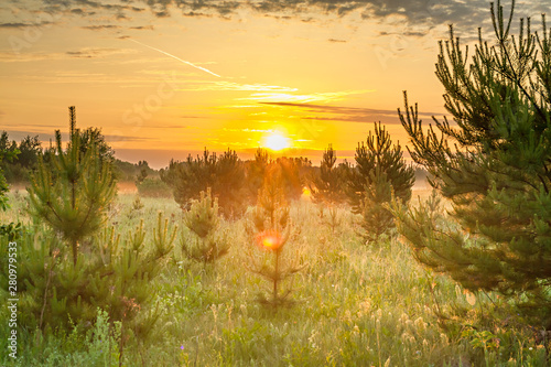 spring landscape with forest and meadow at sunrise