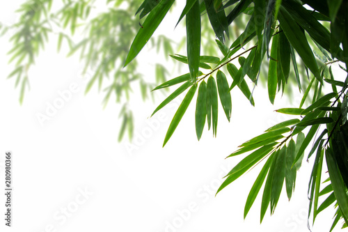 Branches and leaves of bamboo tree isolated on white background and copy space.