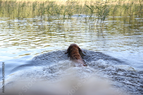 schwimmender hund