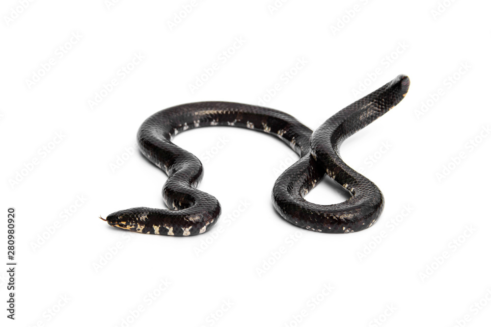 Fototapeta premium Red-tailed pipe snake not dangerous. but like to lift and spread the tail to threaten the enemy to misunderstand that is venomous imitate cobra. isolated on white background.