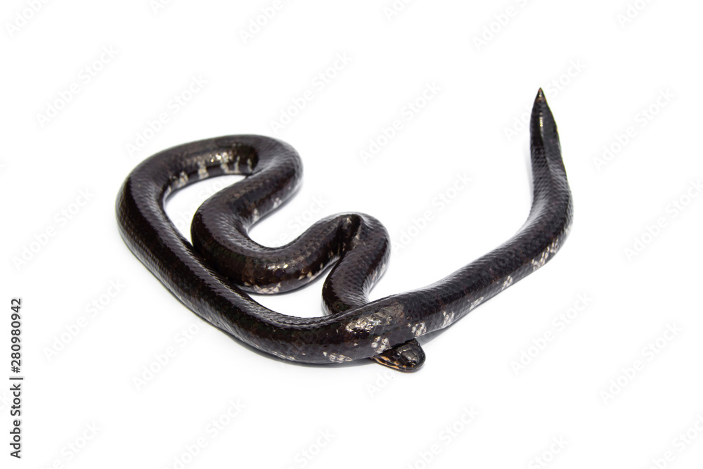 Red-tailed pipe snake not dangerous. but like to lift and spread the tail to threaten the enemy to misunderstand that is venomous imitate cobra. isolated on white background. Red-tailed pipe snake not dangerous. but like to lift and spread the tail to threaten the enemy to misunderstand that is venomous imitate cobra. isolated on white background.