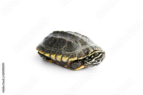 Baby Snail-eating turtles are taking refuge and poke head out of armature. isolated on white background.