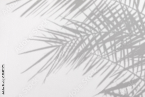 Gray shadow of natural palm leaves on a white concrete textured wall with roughness and irregularities. Abstract neutral nature tropical concept background. Copy space.