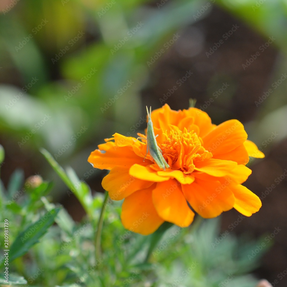 マリーゴールドと緑色の小さいバッタ 花と昆虫イメージ素材 畑 家庭園芸 家庭菜園 Stock Photo Adobe Stock