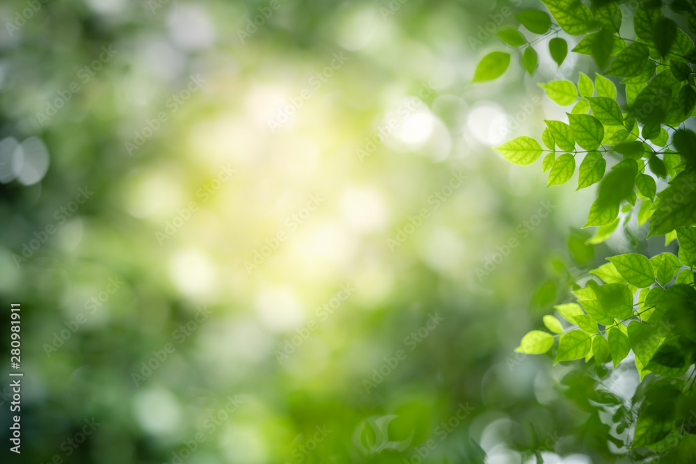 Obraz premium Nature of green leaf in garden at summer. Natural green leaves plants using as spring background cover page greenery environment ecology wallpaper
