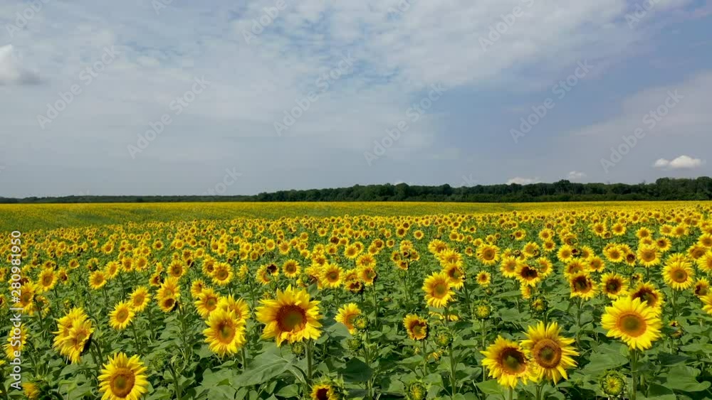 Aerial view of drone flying over the fields with sunflowers Aerial view of drone flying over the fields with sunflowers