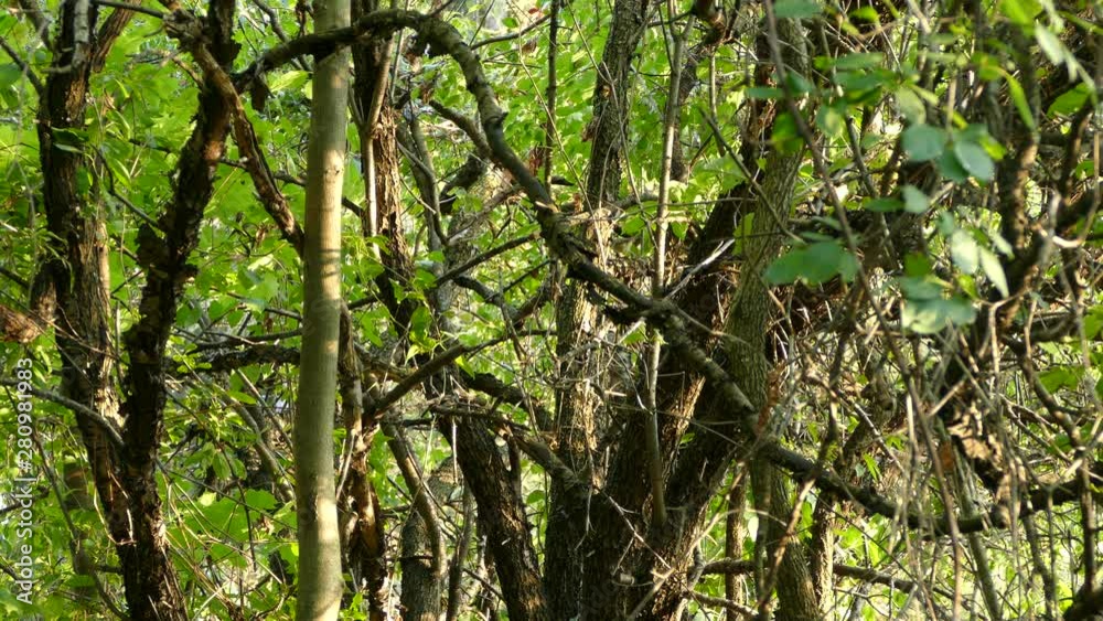 Double shot of busy forest with kinglet bird lit by late afternoon sunlight Double shot of busy forest with kinglet bird lit by late afternoon sunlight