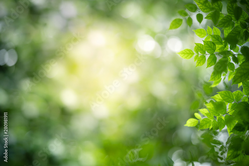 Nature of green leaf in garden at summer. Natural green leaves plants using as spring background cover page greenery environment ecology wallpaper