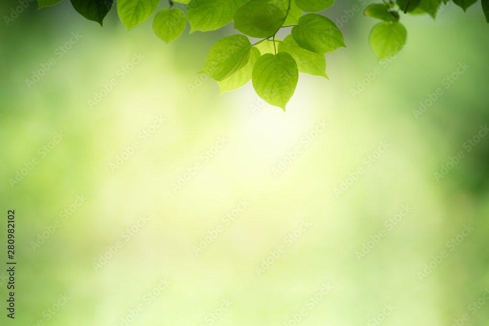 Nature of green leaf in garden at summer. Natural green leaves plants using as spring background cover page greenery environment ecology wallpaper Nature of green leaf in garden at summer. Natural green leaves plants using as spring background cover page greenery environment ecology wallpaper