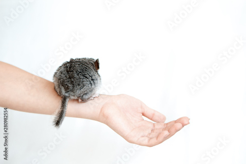 Pet Gray baby chinchilla on hand on isolated white background. The Concept Of Breeding