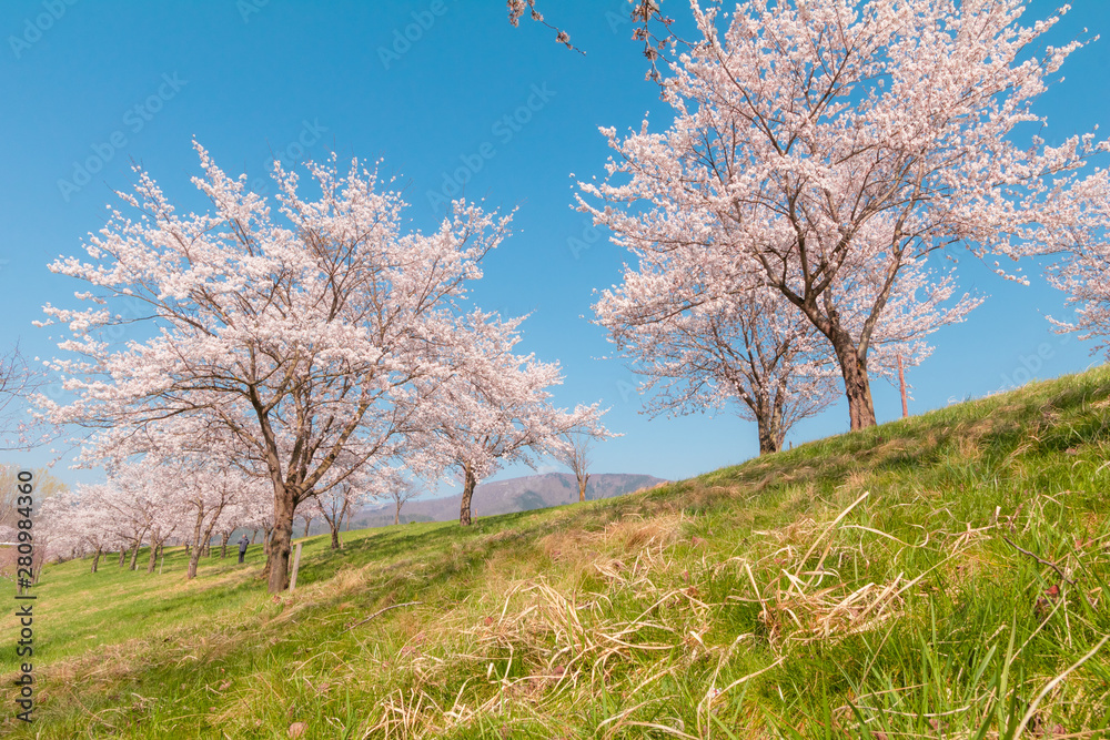 Beautiful cherry blossom or sakura in spring time ,Japan. Beautiful cherry blossom or sakura in spring time ,Japan.