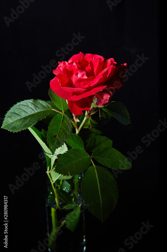 red rose in the darkness
