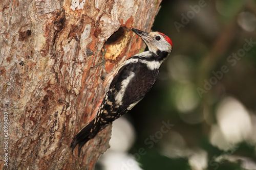 Middle spotted woodpecker near nesting cavity