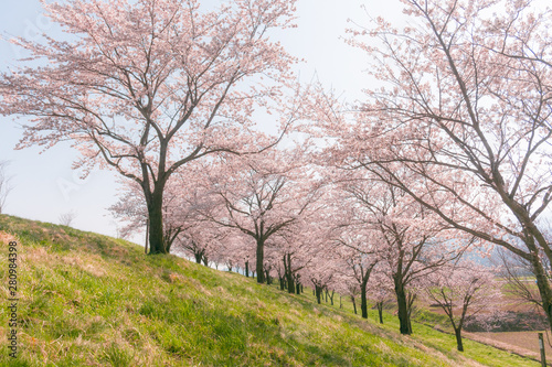 Beautiful cherry blossom or sakura in spring time  Japan.