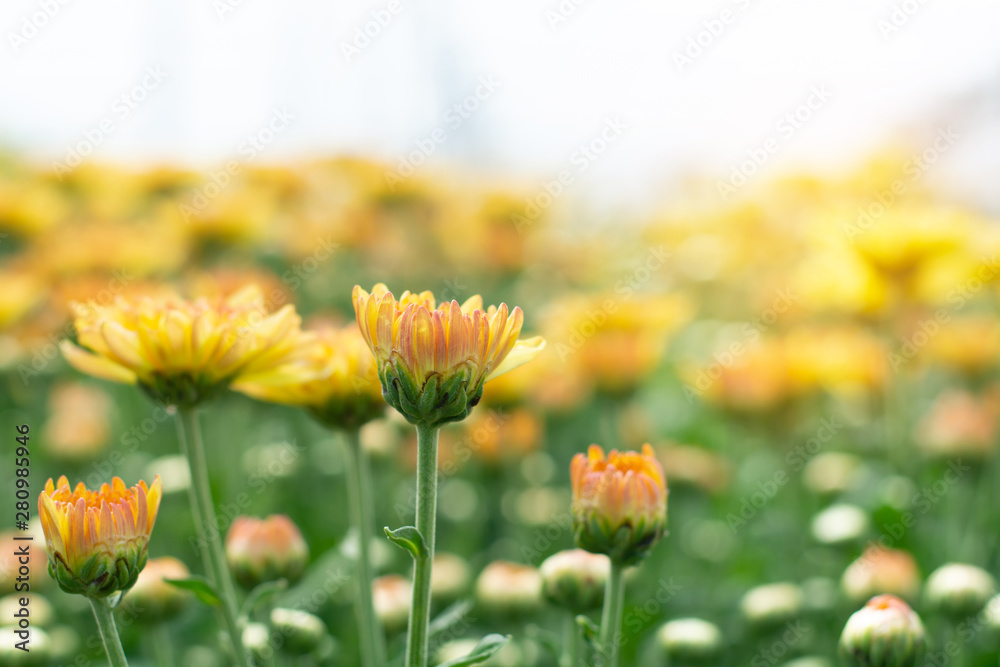 Beautiful yellow chrysanthemum in the garden Beautiful yellow chrysanthemum in the garden