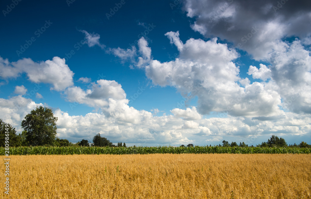 Wheat field under dramatic skies