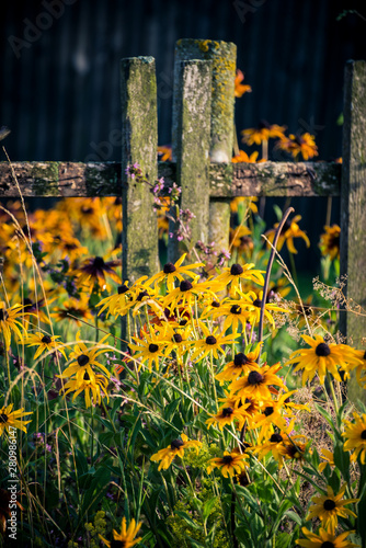 Simple field flowers, idyllic rural summer © Alex Shevchenko