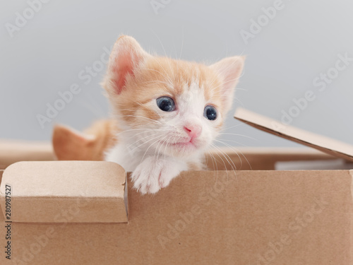 Cute ginger tabby cat in cardboard box, lovely kitten, studio shot.