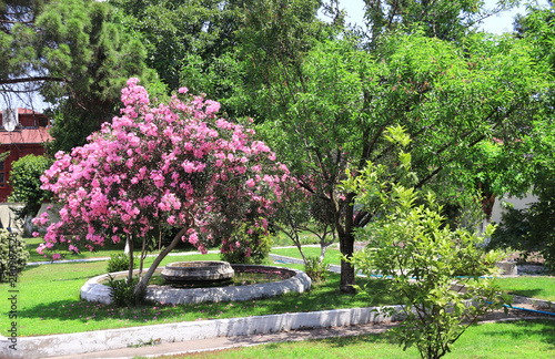 Blooming oleander in tropical garden