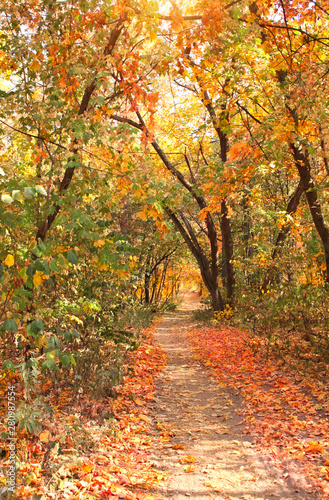 Road in autumn forest