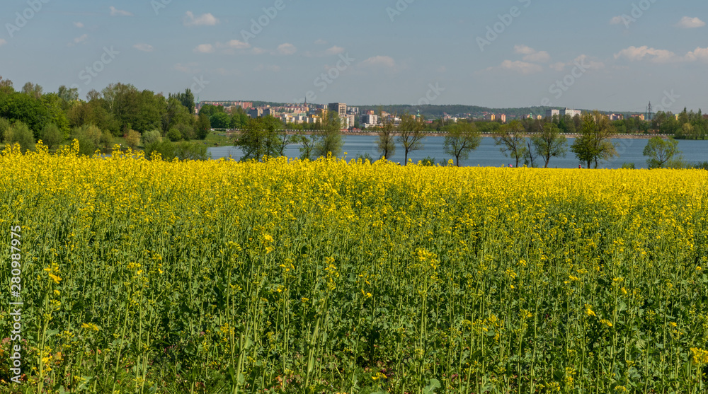 flowering rapeseed field with Olesna water reservoir and Frydek-Mistek city on the background in Czech republic