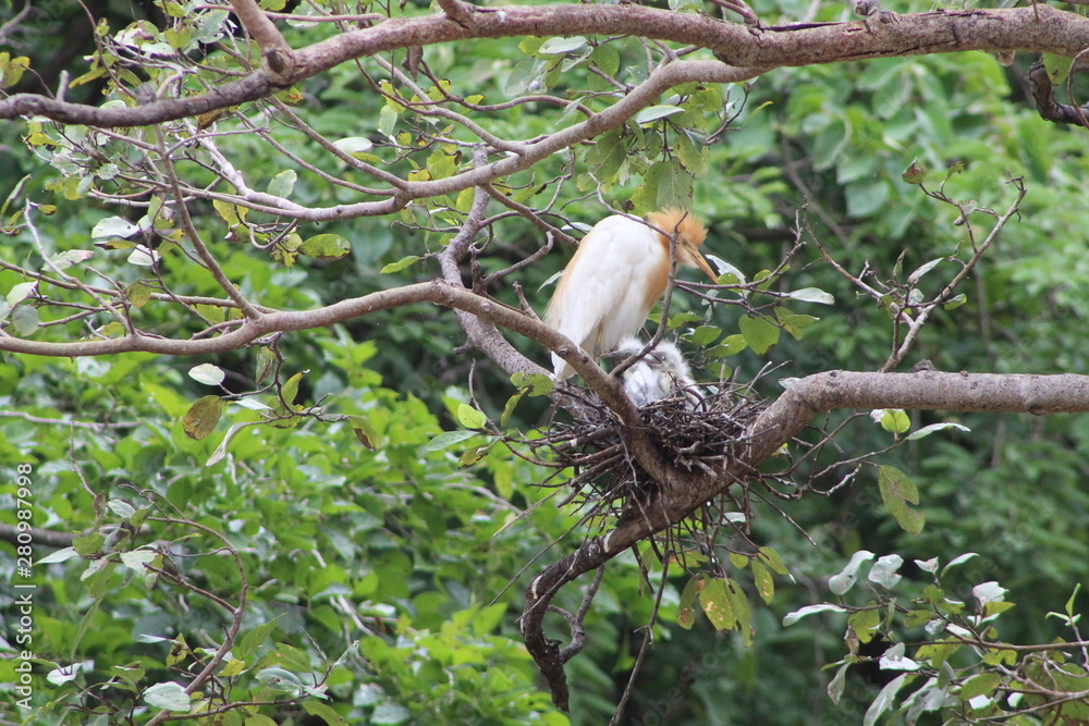 Fototapeta premium Birdsa