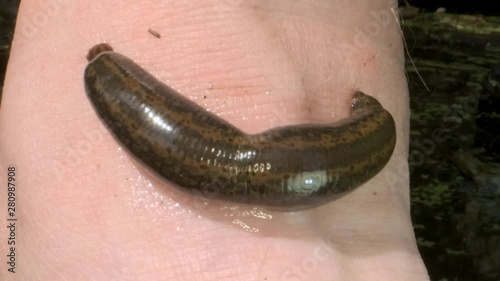 European leech are sucking blood from a foot in the natural habitat. Natural leech therapy. Close-up  photo