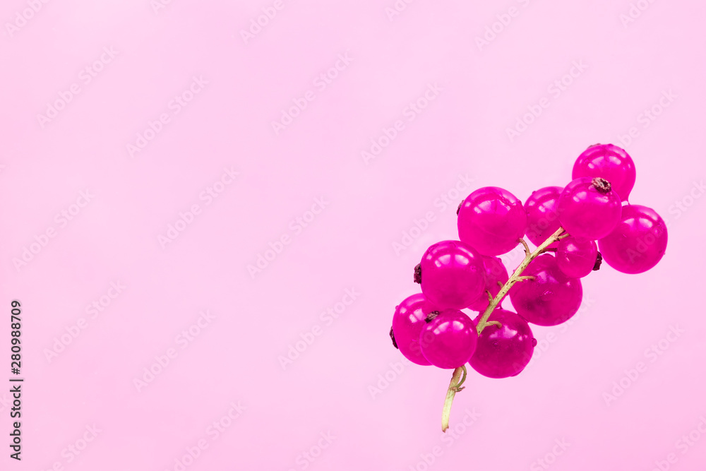 Red currant berries are falling on a pink background.  Healthy eating concept.