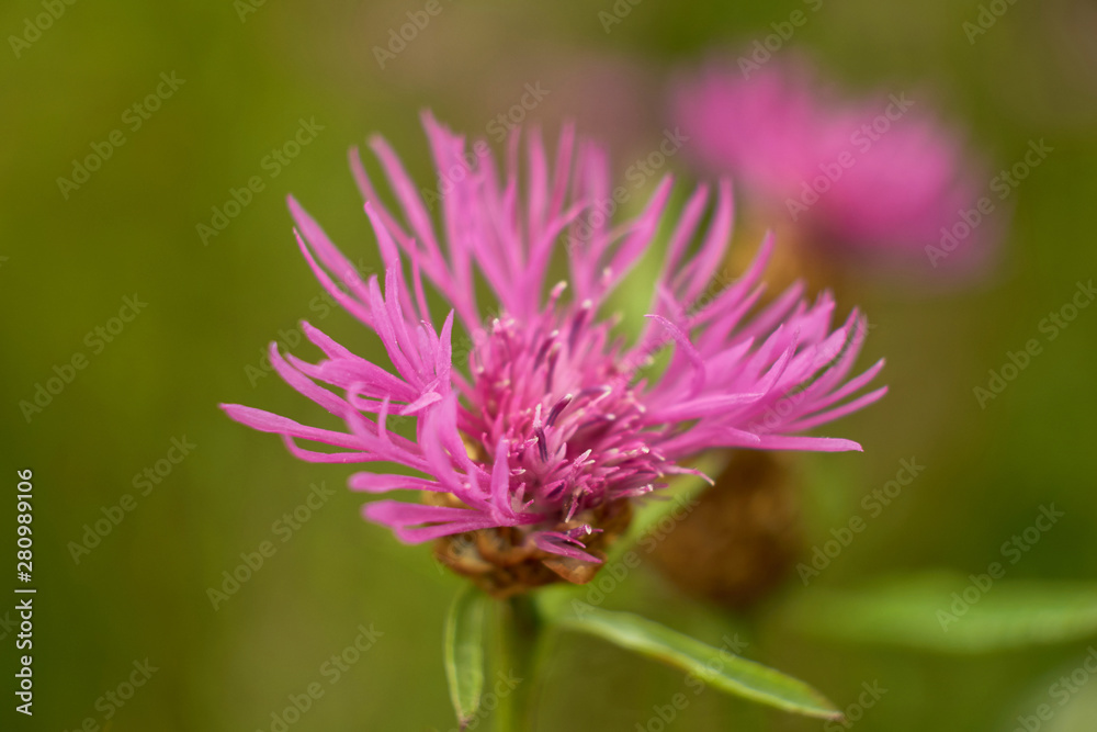summer nature wildflowers in the meadow are pollinated by insects bumblebees summer nature wildflowers in the meadow are pollinated by insects bumblebees