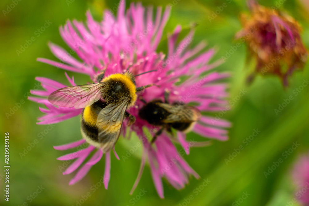 summer nature wildflowers in the meadow are pollinated by insects bumblebees summer nature wildflowers in the meadow are pollinated by insects bumblebees